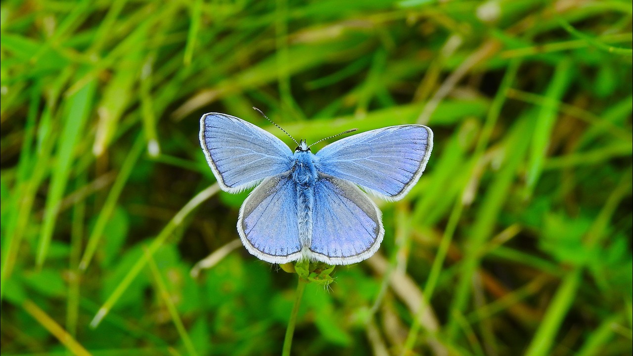 Common blue butterfly (Polyommatus icarus)
