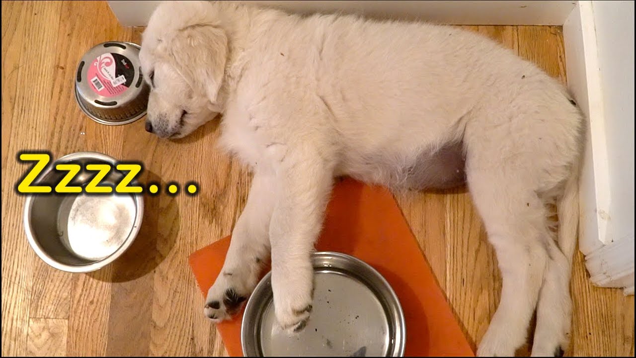 Our Golden Retriever Puppy Will Sleep Anywhere!
