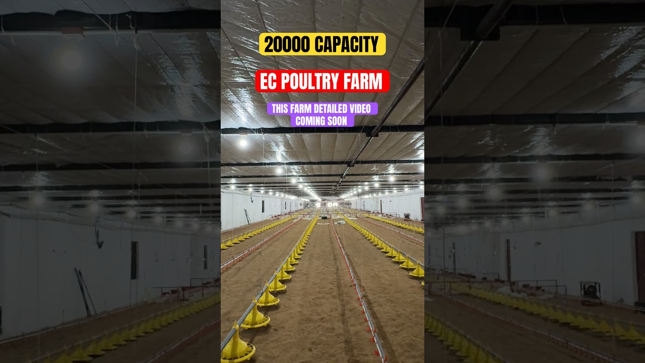 20000 Capacity EC Poultry Farm || Detailed Of This Farm Video Coming Soon #construction #poultryfarm