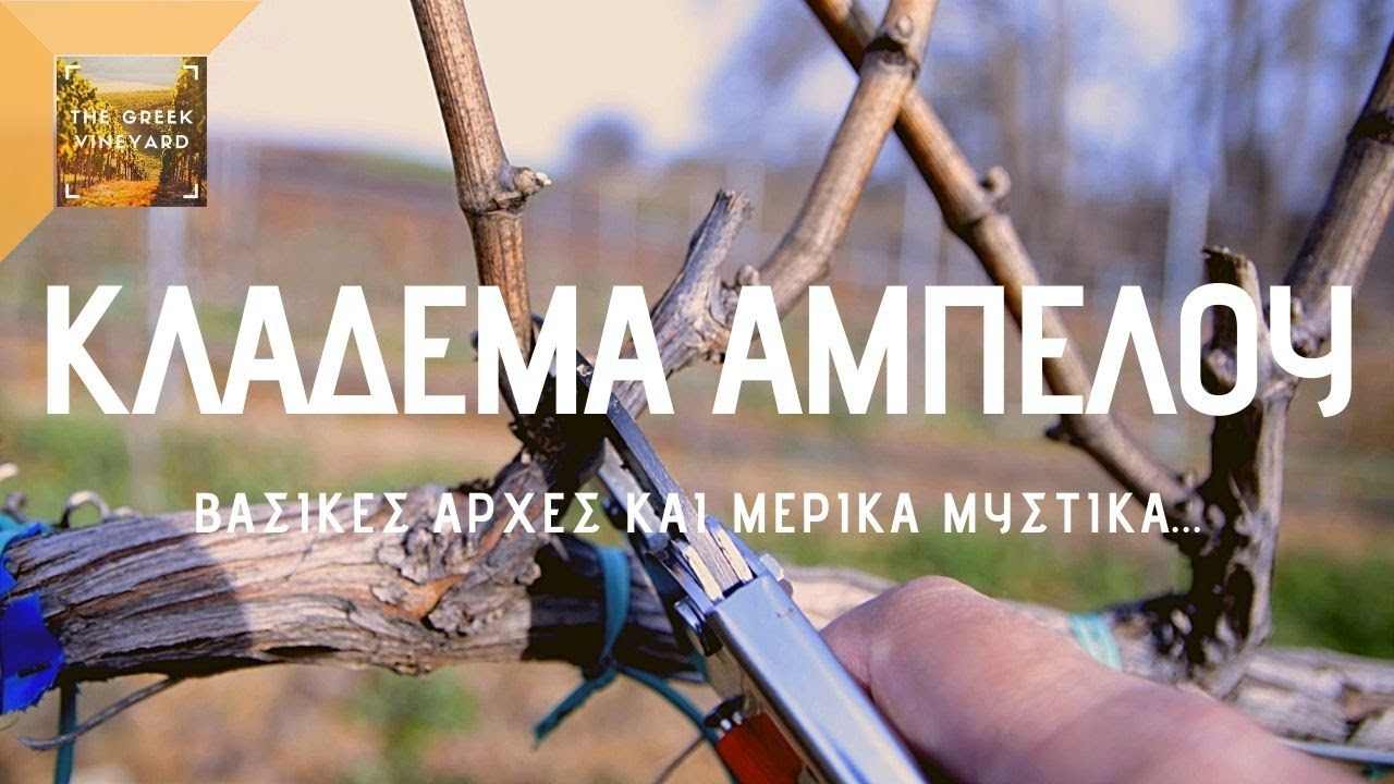 κλαδεμα αμπελιου | Μάθε ΕΥΚΟΛΑ πως να κλαδεύεις | Grapevine Pruning
