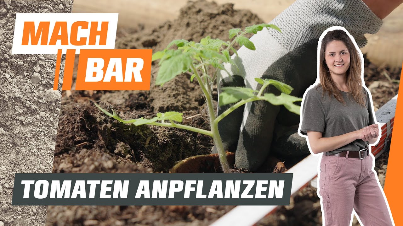 Tomaten anbauen &ndash; im Gem&uuml;segarten 🍅 | OBI