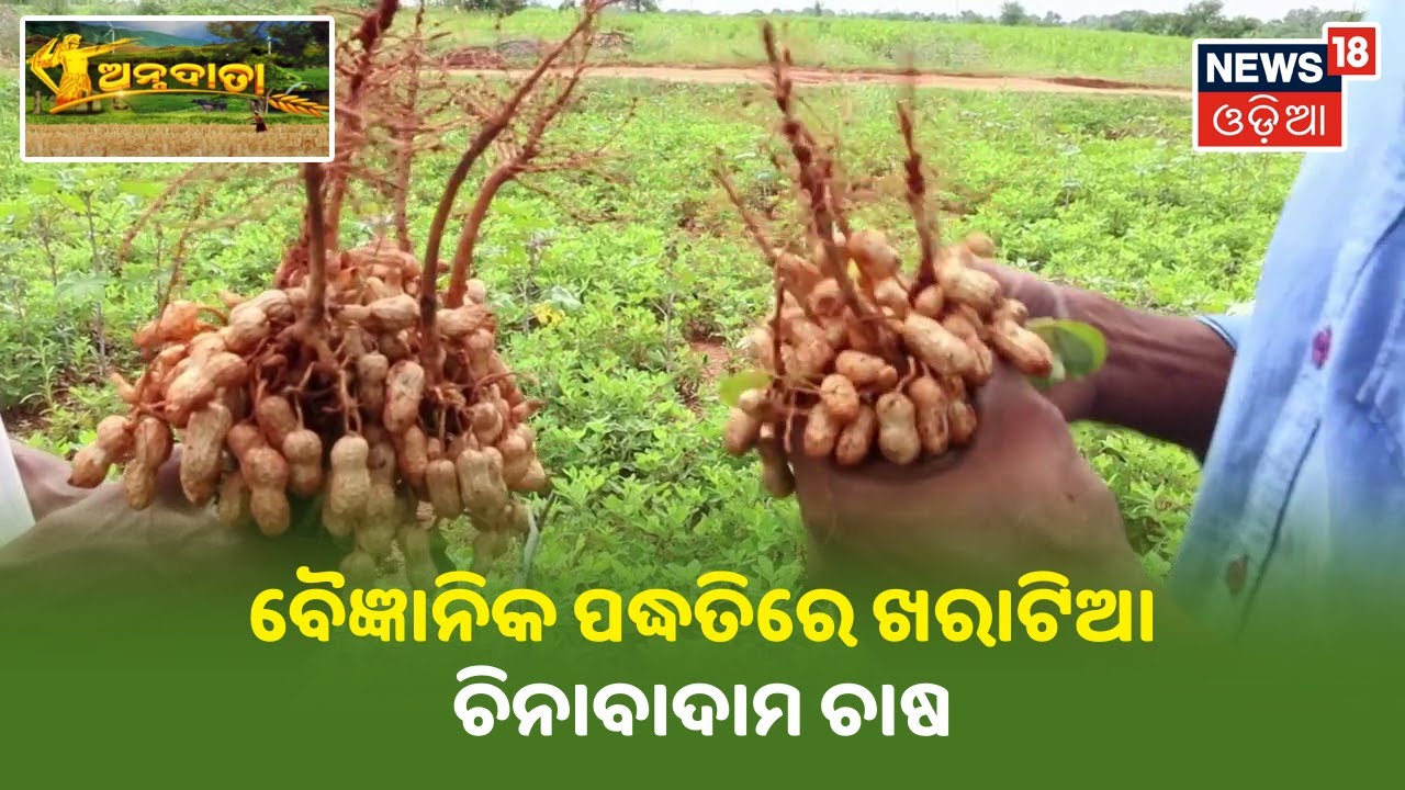 Annadata | ବୈଜ୍ଞାନିକ ପଦ୍ଧତିରେ ଖରାଟିଆ ଚିନାବାଦାମ ଚାଷ(Peanut Farming)