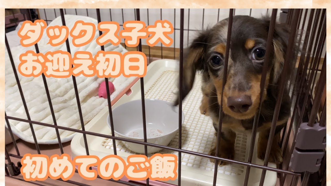 【エトワとステラ】子犬が我が家にやってきた　ダックス子犬お迎え初日　初めてのご飯　Our puppy's first day at home