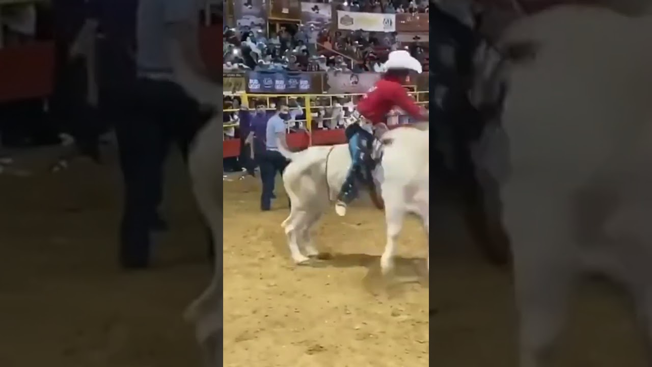 MEMO OCAMPO JR SELEBRA QUE EL TORO BAJO AL JINETE #jaripeocarmonareactivado