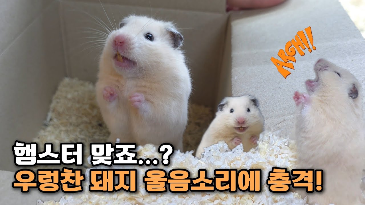 우렁찬 울음소리와 살인 미소를 가진 햄스터