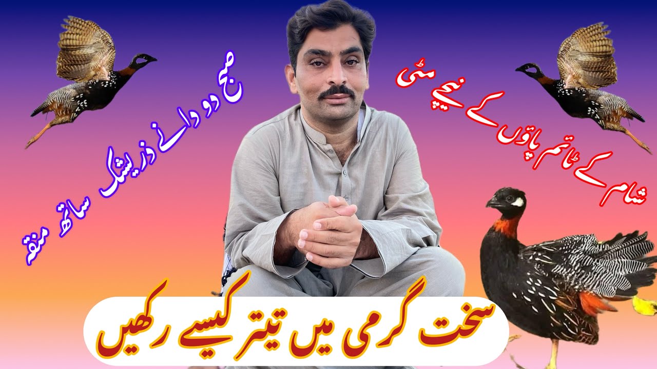 سخت گرمی میں تیتر کو صبح کتنا ٹورا دیں / شام کو تیتر کو کتنا بولائیں / تیتر کو دن کیا کھلائیں