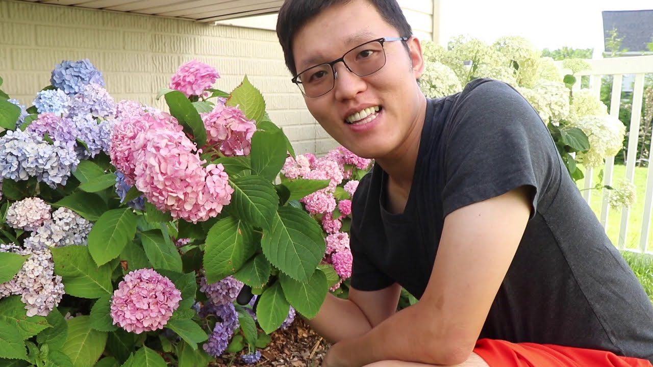 我的繡球花繁殖