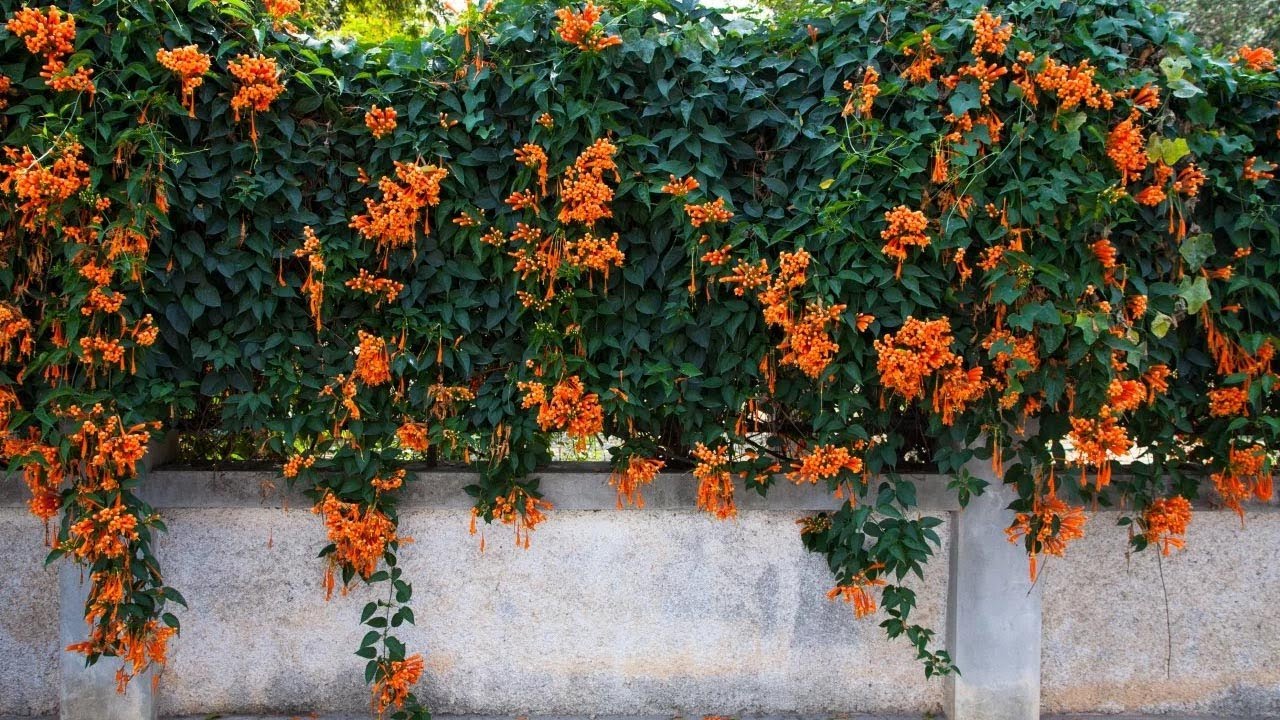 11 Of The Most Dangerous Plants That Could Be In Your Garden - The Garden Magazine
