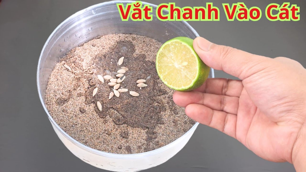 Tôi sống 40 năm giờ mới biết điều này. chỉ cần cho chanh vào cát. thật không ngờ hiệu quả đến vậy