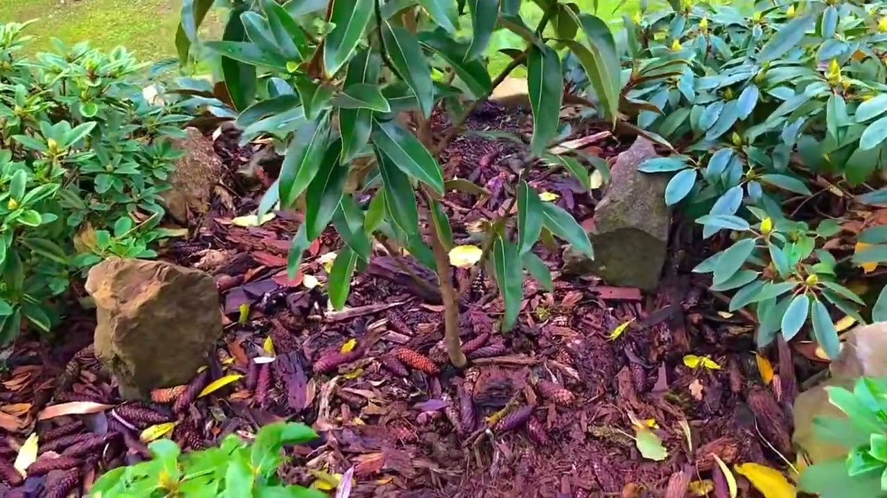 Magnolie zimozielone w Beskidzie Wyspowym