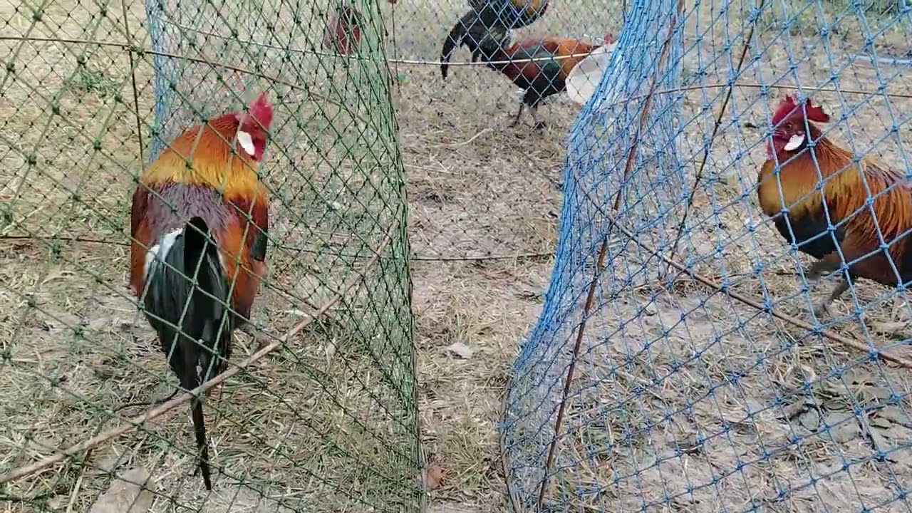 เล่นไก่ต่อแบบใหนถึงจะหมานสายพันธ์ไก่ต่อ.ไก่พร้อมคนพร้อมครุนหมานไก่หมานติดตามคับผม