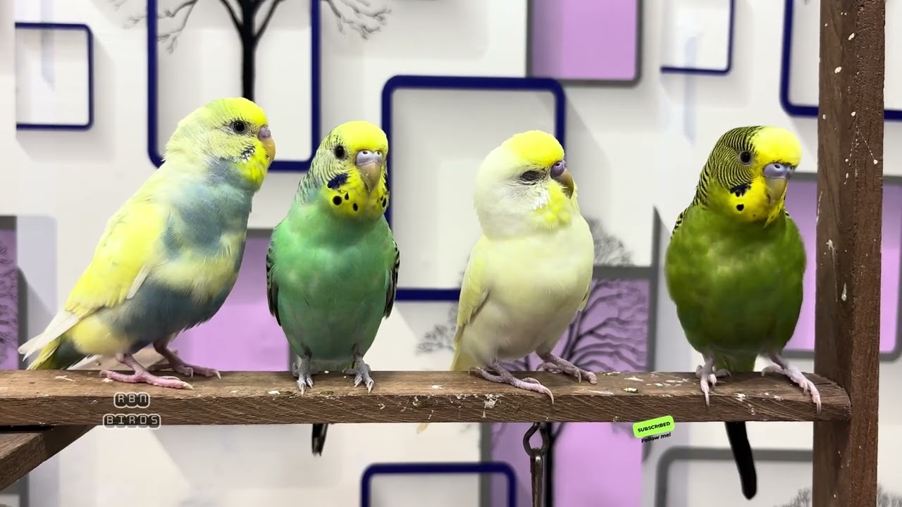 Budgies chirping sounds #rbnbirds 