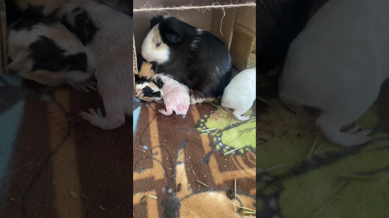 Newborn Guinea pigs (less than 30 mins old)