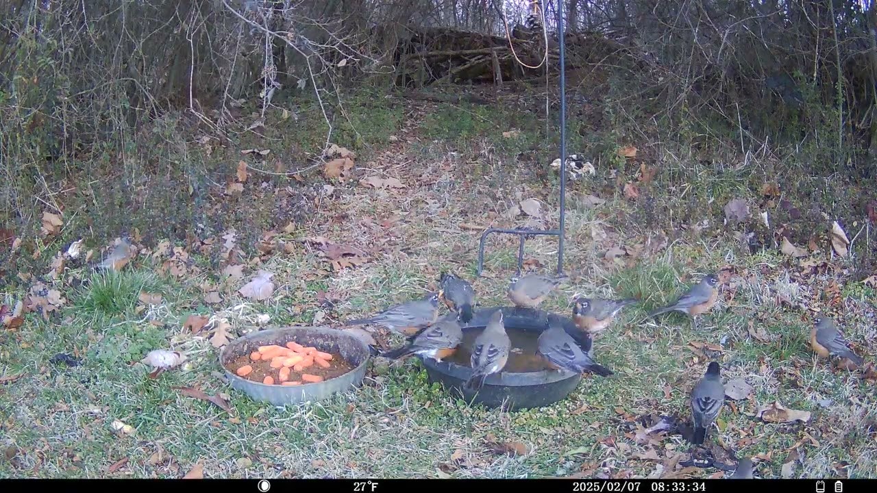 Trail Cam 2026 FEB 07