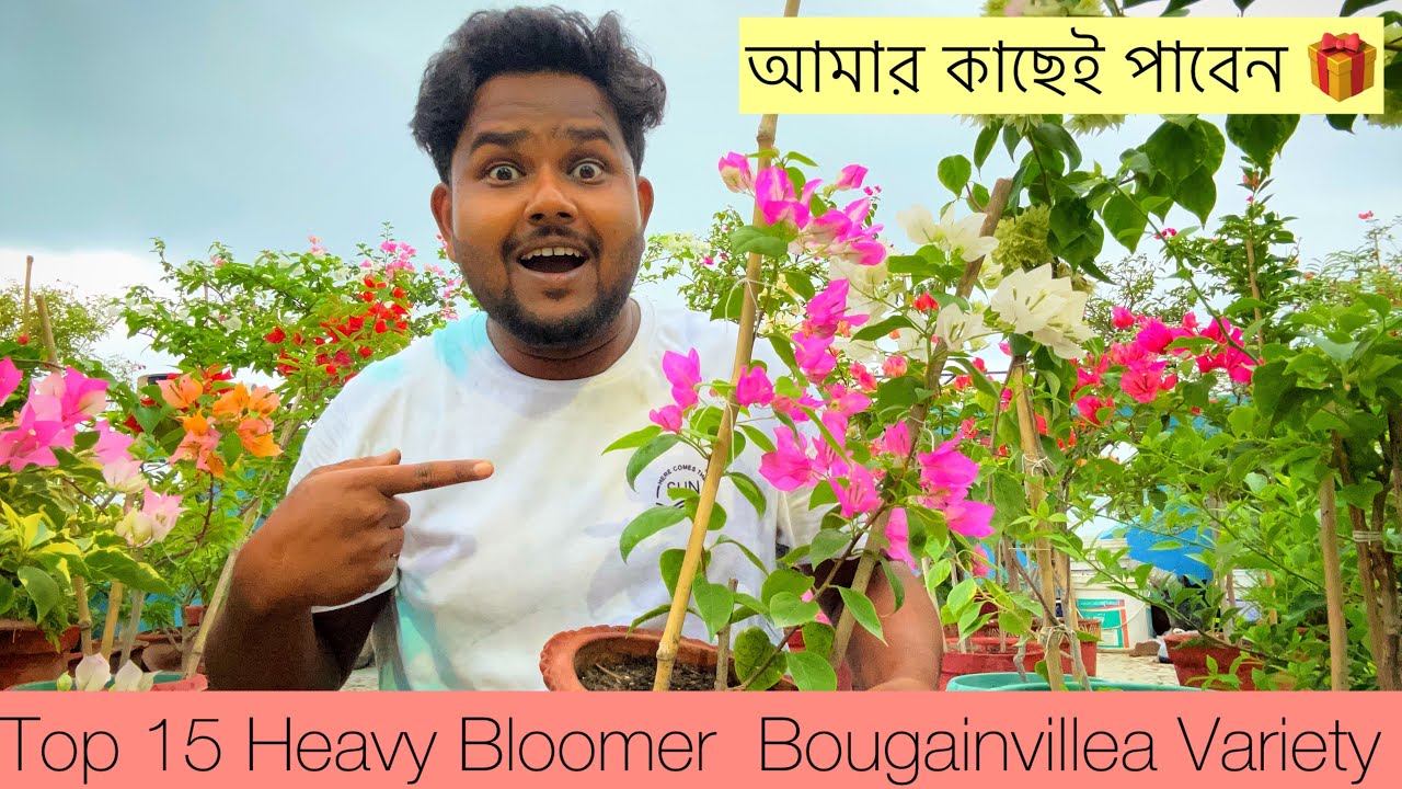 আমার পছন্দের নতুন ভ্যারাইটির ১৫ টি হেবি ব্লুমার বাগানবিলাস | Top 15 New Variety Bougainvilea