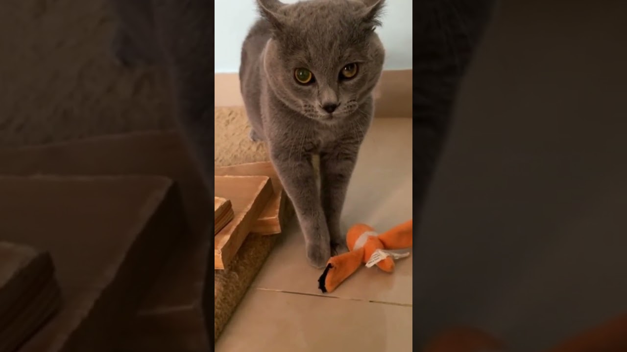 Angry cat meowing  | viral clips #shorts #trending #cat #viral #animals #cute