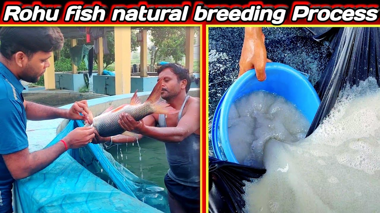 rohu natural fish breeding | amazing fish egg hatching techniques राहु मछली के प्रजनन के बारे में