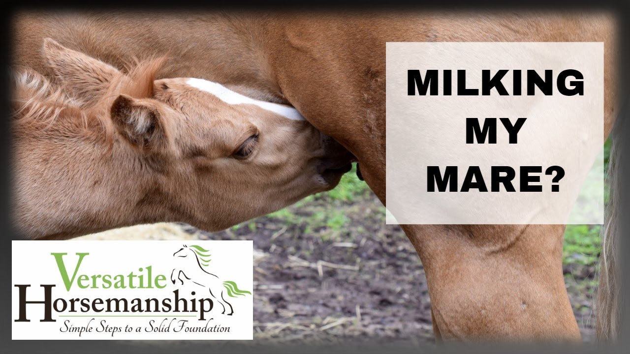 Milking My Mare? We Have A Nursing Issue! // Versatile Horsemanship