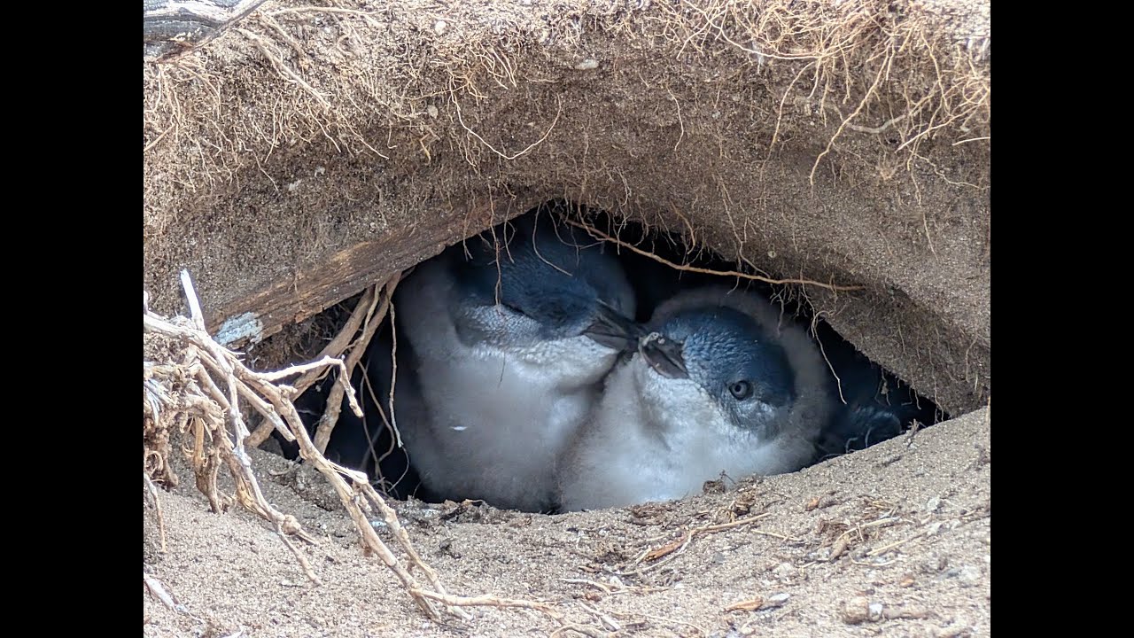 2025 Phillip Island Australia trip