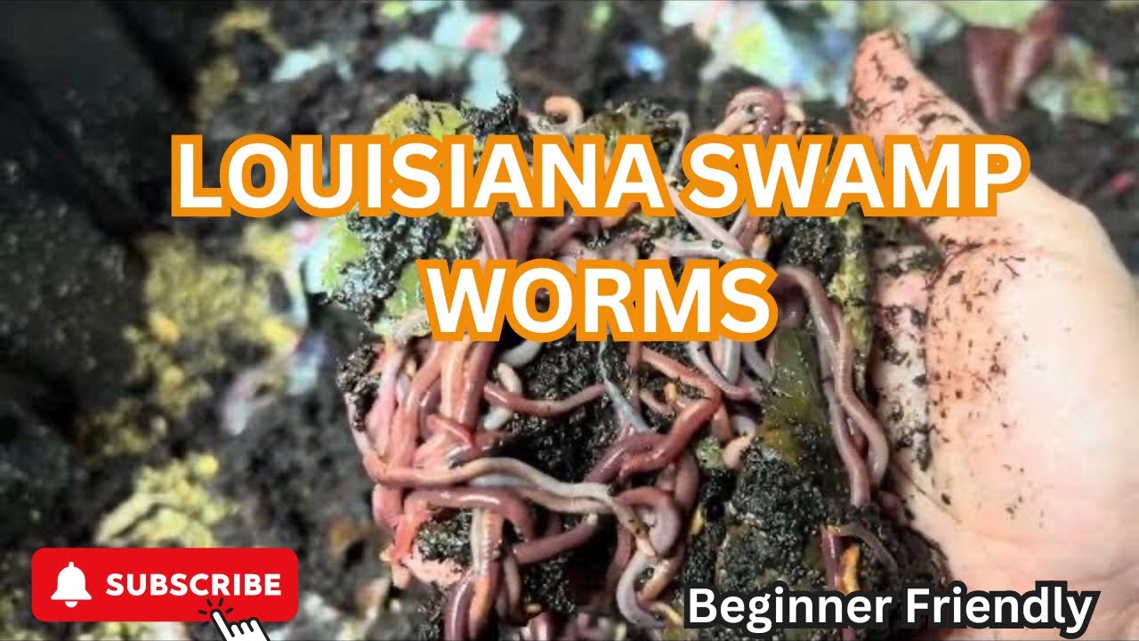 Louisiana Swamp Worms, Red Wigglers plus