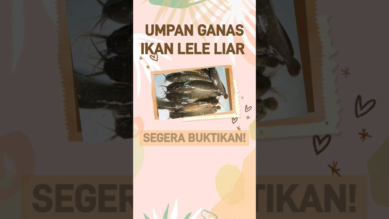 Umpan alami, paling ampuh. untuk mancing lele liar.