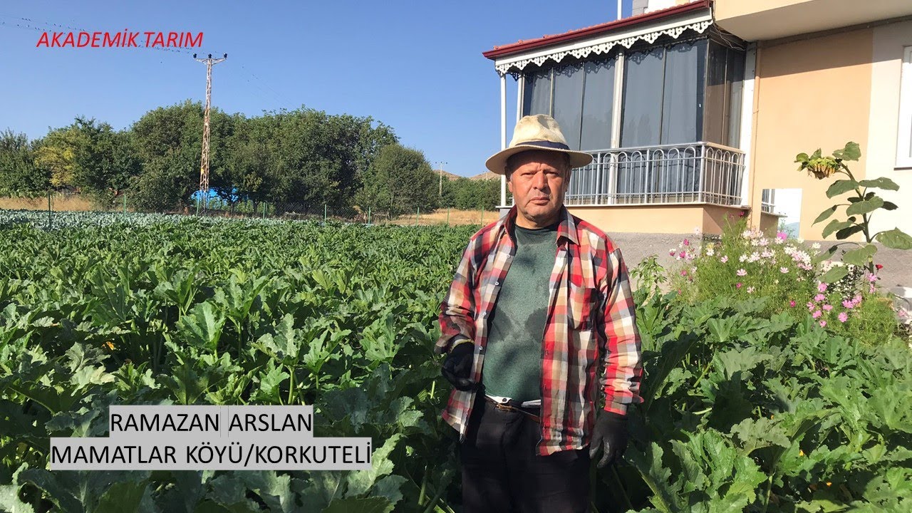 Sakız Kabağı Üretiminde Sorunlar... Tarlada 8 TL.