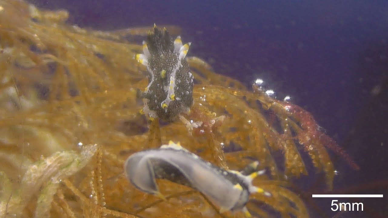 Caprellidae aquarium(Part 3)