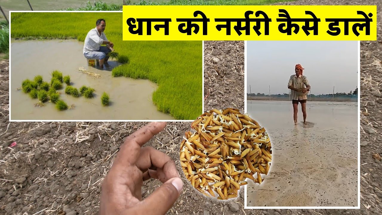 Dhan ki nursary kaise tayyar kare धान की नर्सरी कैसे तैयार करें | Paddy seeds farming