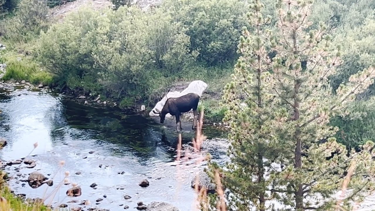 Amazing campsite, Moose...Day 16