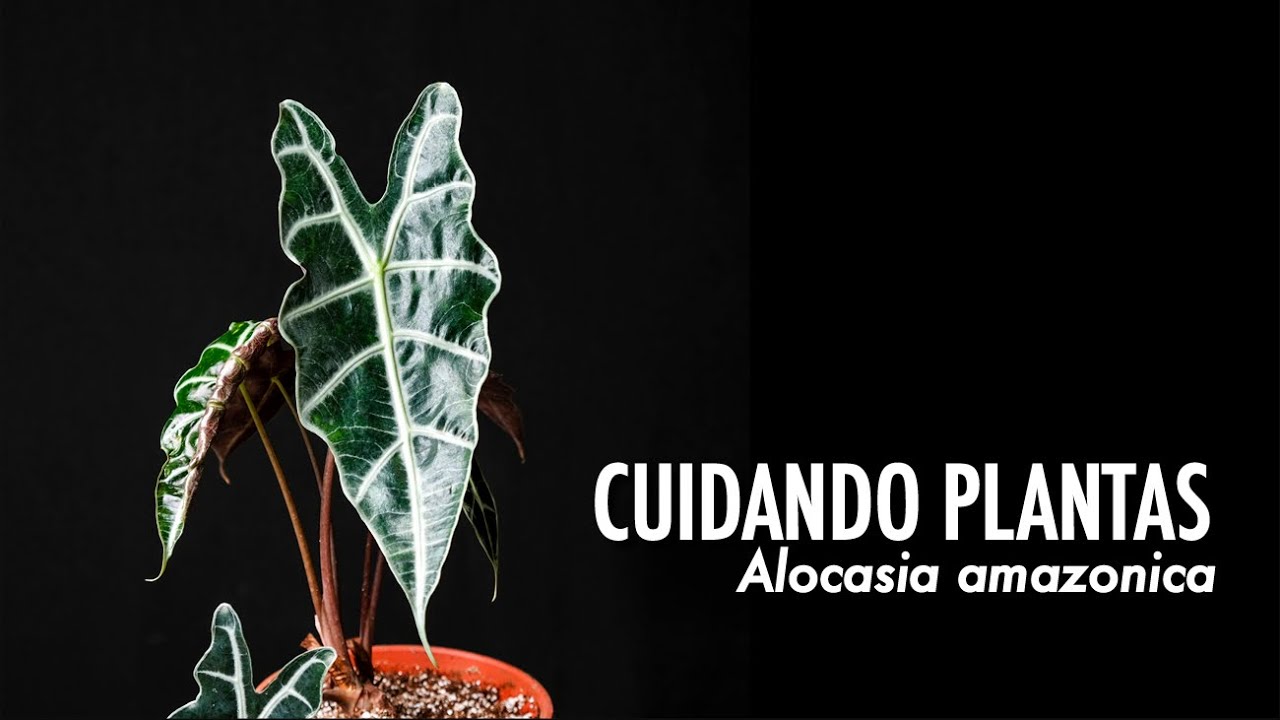 CUIDANDO Plantas: Alocasia amazonica.
