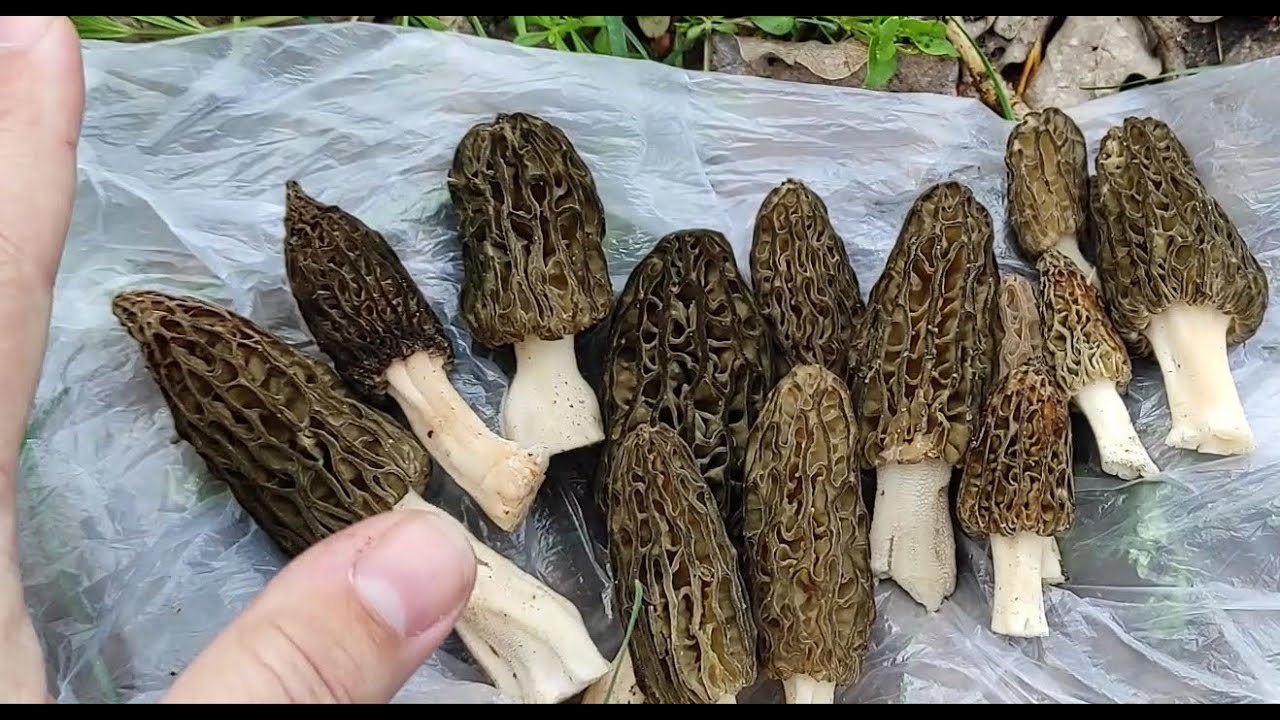 За грибами. Весенние грибы поперли. Сморчки собираем. Грибы 2024.