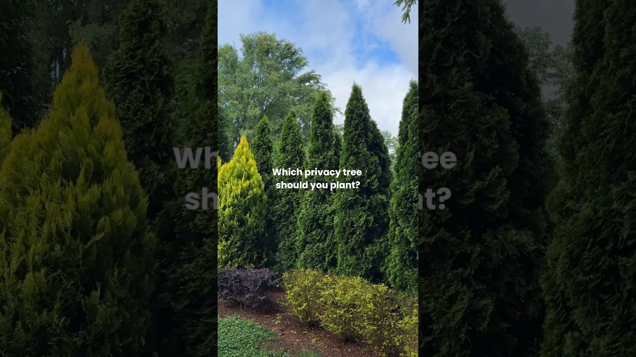 Find the perfect privacy trees for your yard with Fast Growing Trees 🌲 #privacytrees #hedges