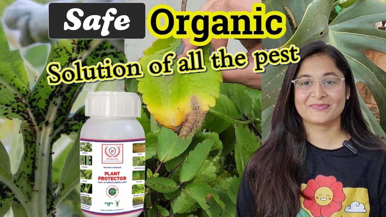🔴HOW TO SAVE YOUR PLANTS FROM PEST- PLANT PROTECTOR/ Best Organic insecticide for plants किटनाशक