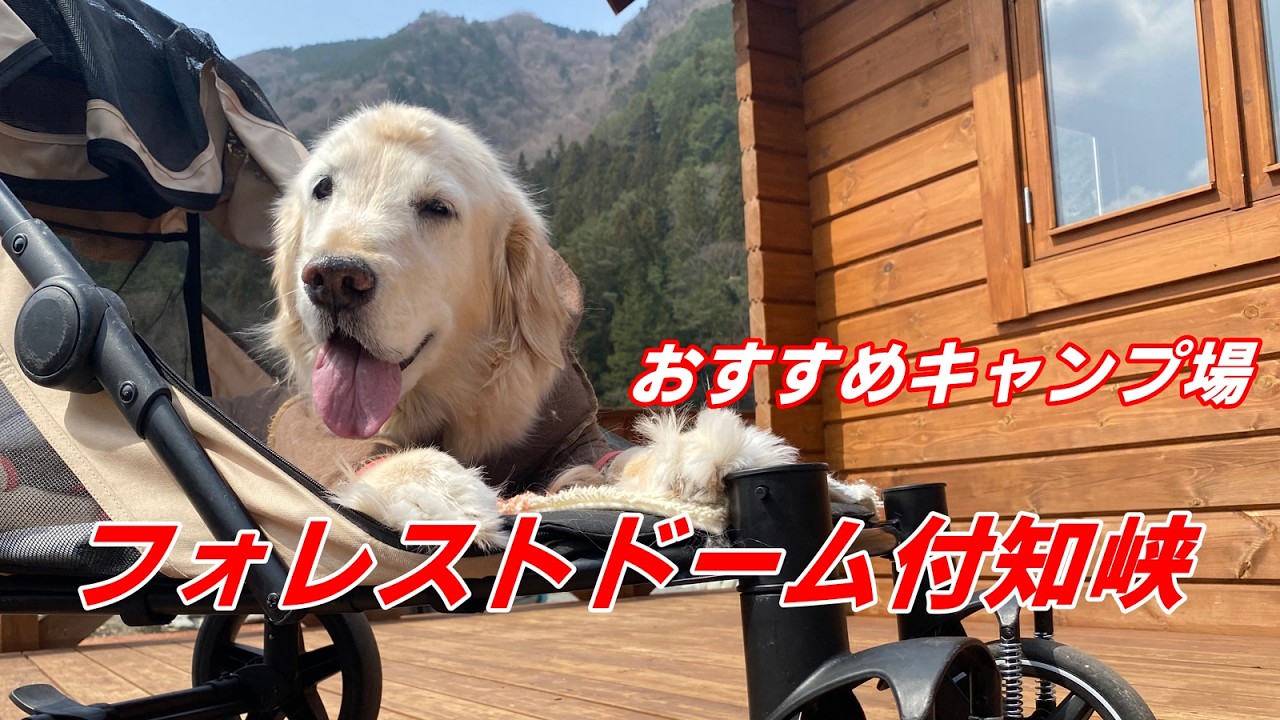 【フォレストドーム付知峡】キャンプ場へ行ってきました。カートに乗ってログハウスやグランピングドームの見学もしたり、川遊びしたり、最高の１日になりました。