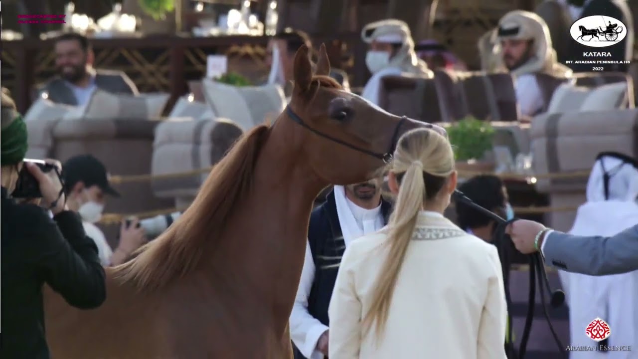 N 15 SHAGRA JATHAB   Katara Int  Arabian Peninsula Horse Show 2022   Yearling Fillies Class 1A