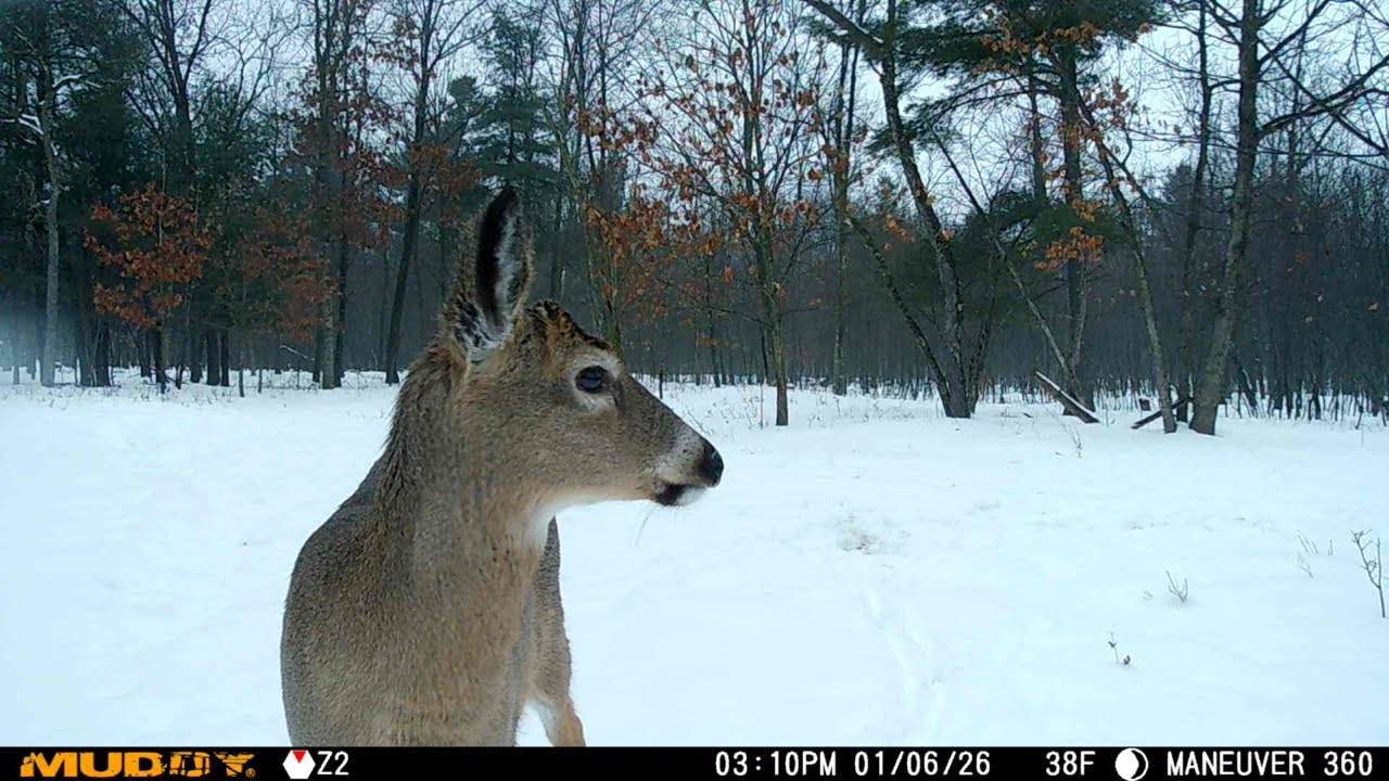 2026 Central Wisconsin January trail cam