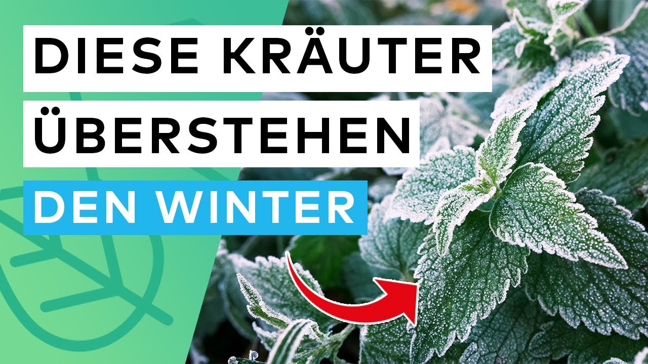 Winterharte Kräuter: Diese Sorten trotzen Frost (+ Pflegetipps)