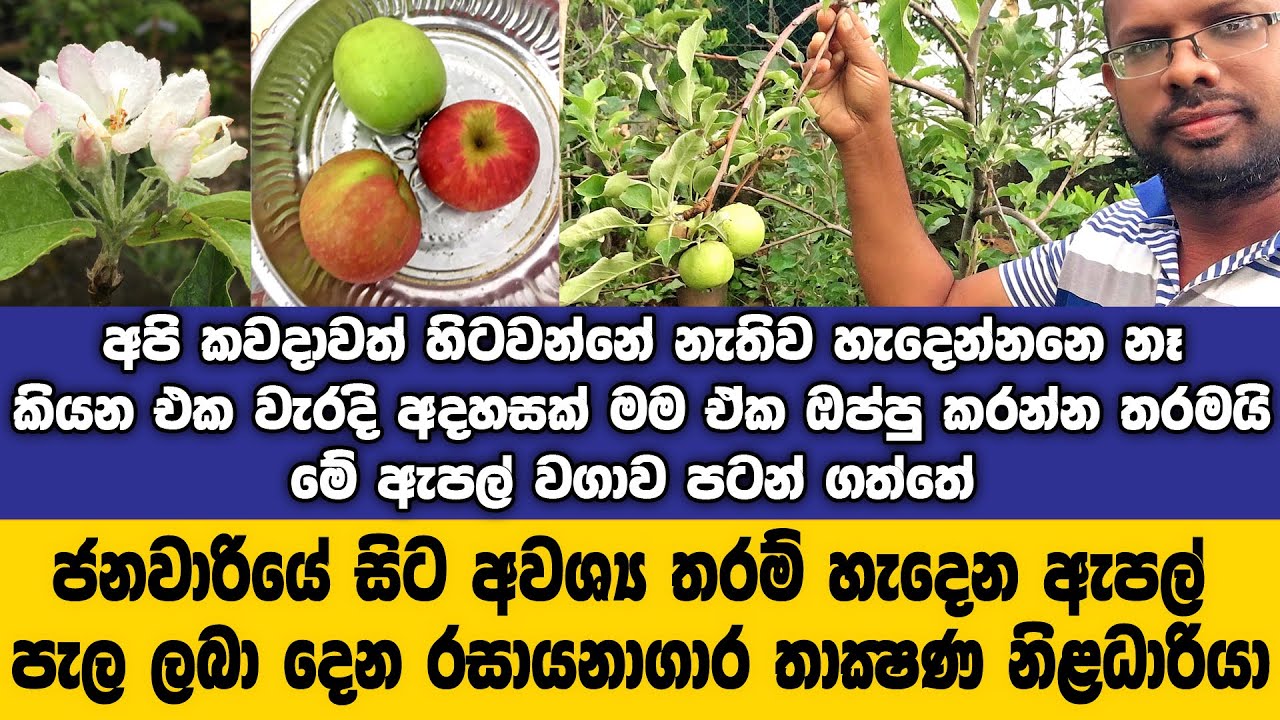 ලංකාවටම දෙන්න පුලුවන් තරම් ඇපල් හැදෙන ලංකවේ තියෙන ඇපල් වාගව