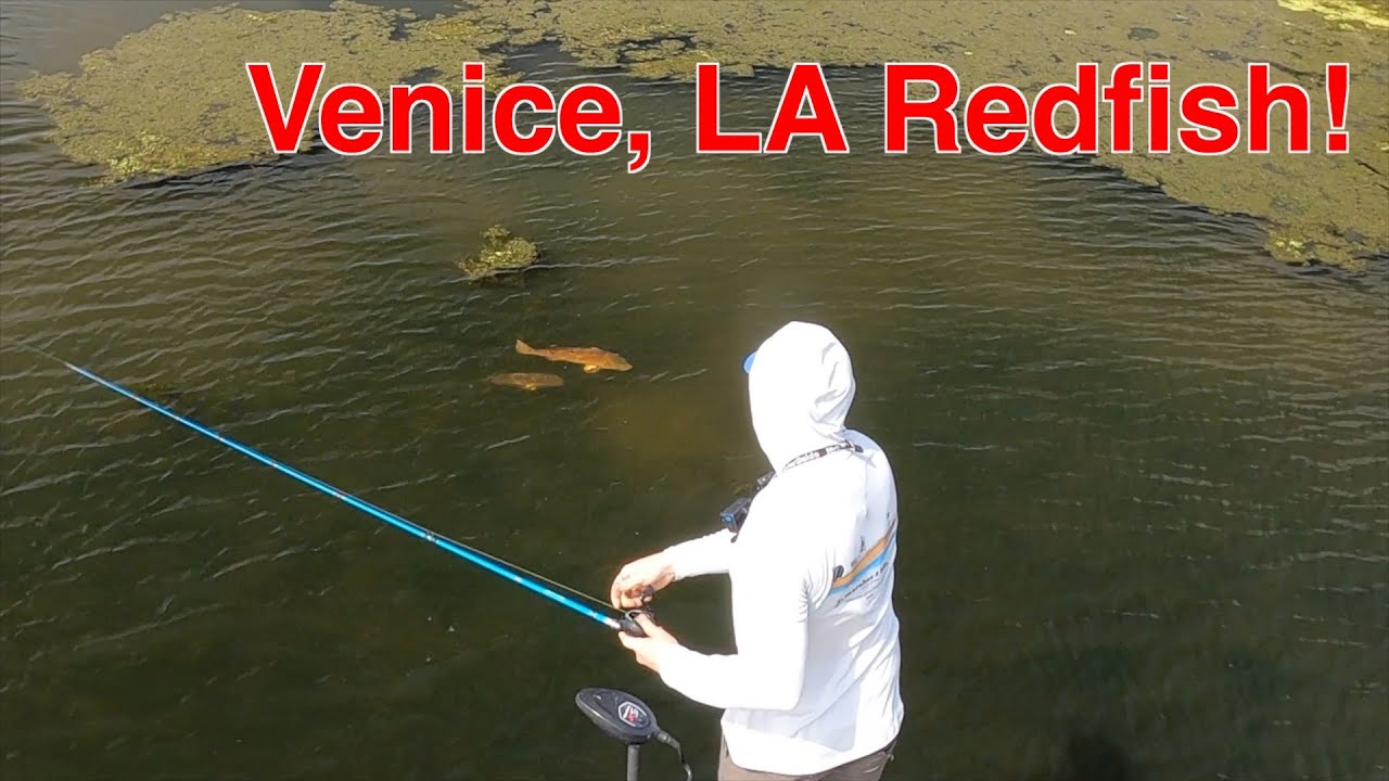 The river is falling in Venice, Louisiana - the redfish are getting fired up!