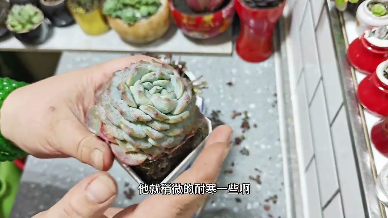 修剪小球玫瑰，嘿嘿嘿，啥也不是 #多肉植物 Trim small ball roses, hehe hehe, nothing # succulent plant