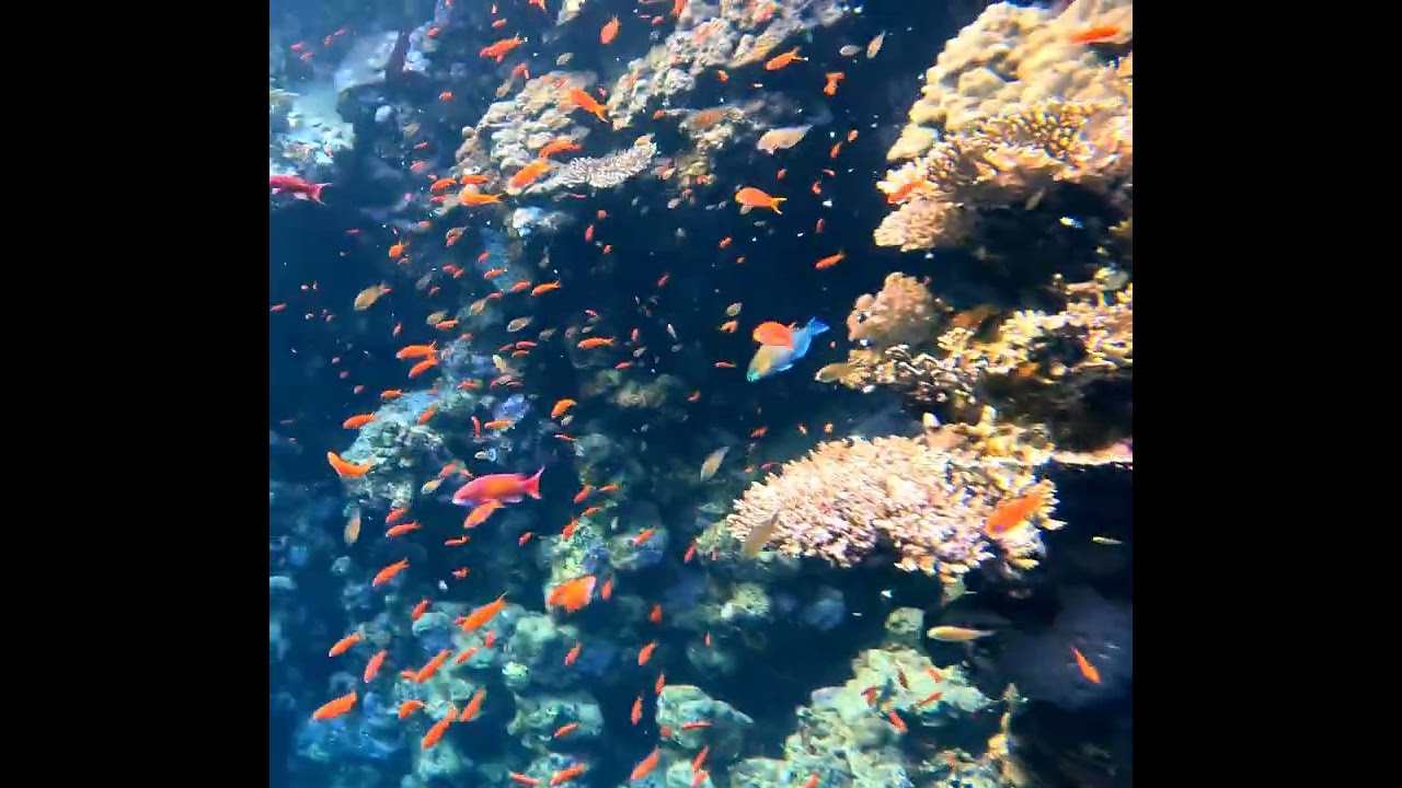 Coral reef fish in the Red Sea