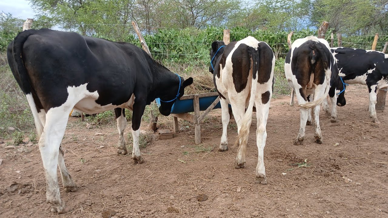 4 NOVILHAS A VENDA 87981470453 )( 3 JA AMOJADA  ITAIBA PE