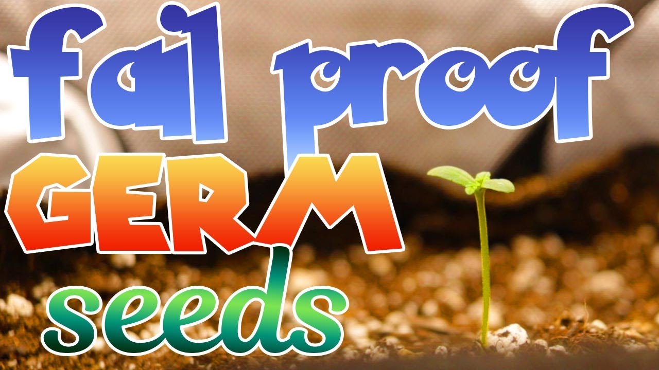 FAIL PROOF method to germinate seedlings  