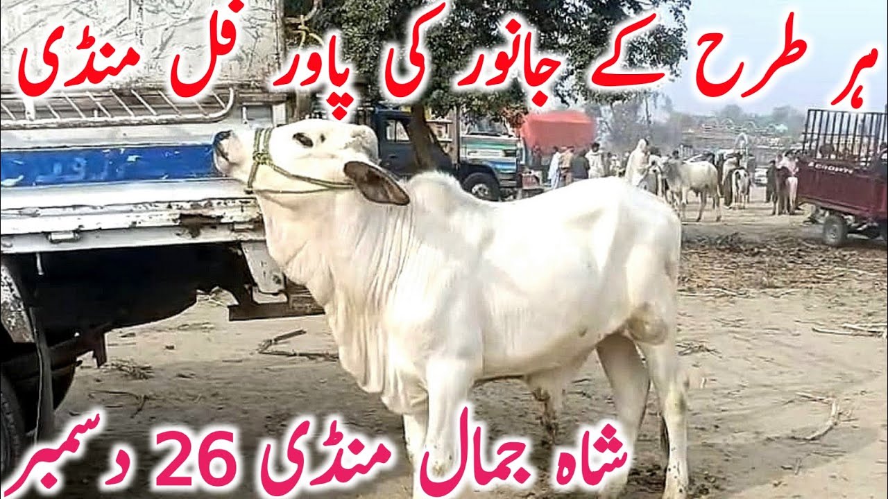 Shah Jamal Mandi 2025 | Rajinpuri Bakre, Cholistani Bachre And Kattay | Global Village Farming