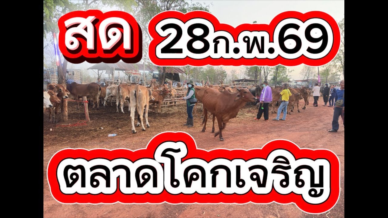 ชมบรรยากาศตลาดนัดโคกระบือ อ.สว่าง จาก.สกลนคร #ราคาวัววันนี้ 28/2/69