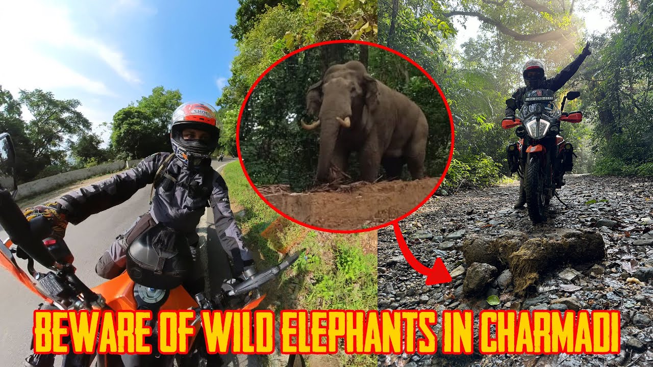 Beware of wild Elephants in Charmadi Ghat 🐘 | Maidadi View point
