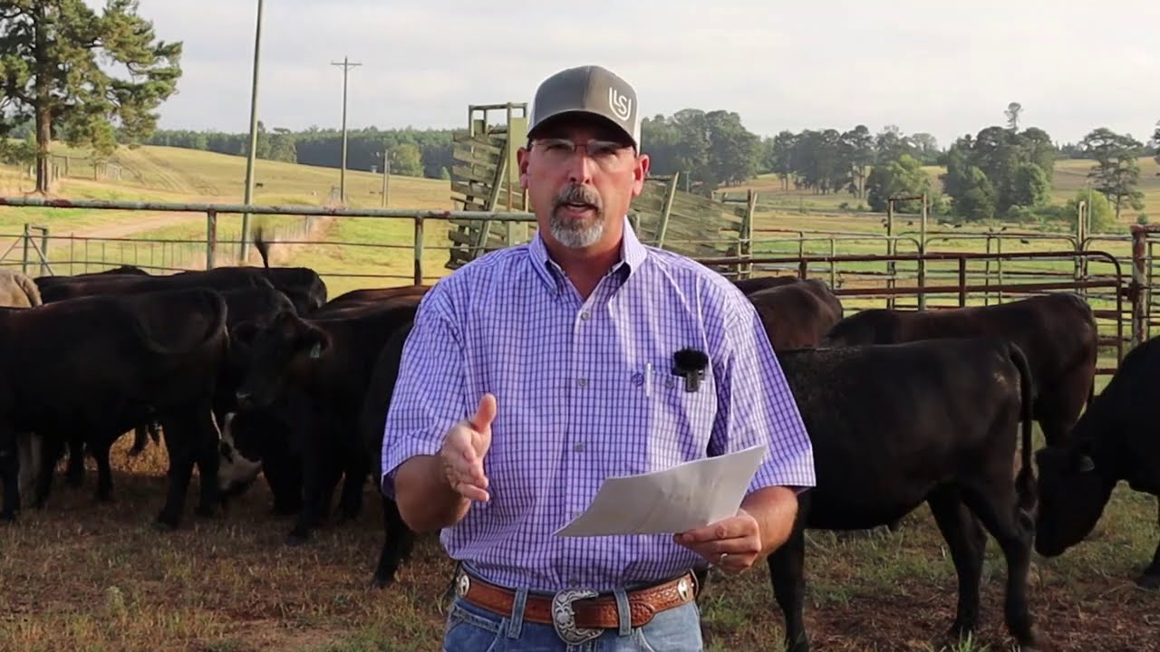 Economic Benefits of Defining a Breeding Season - 2020 Virtual Beef & Forage Field Day