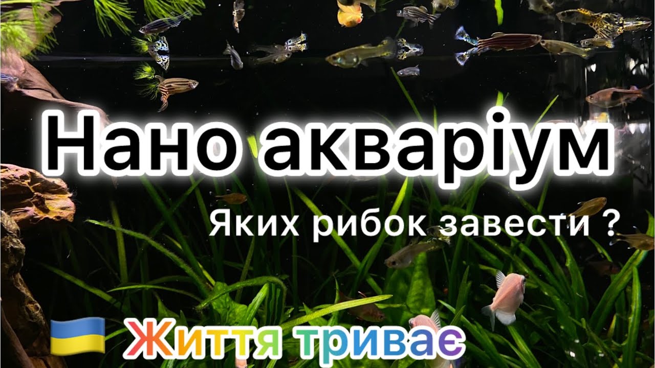 Яких рибок завести в маленькому акваріумі? Which fish is best for small tank?
