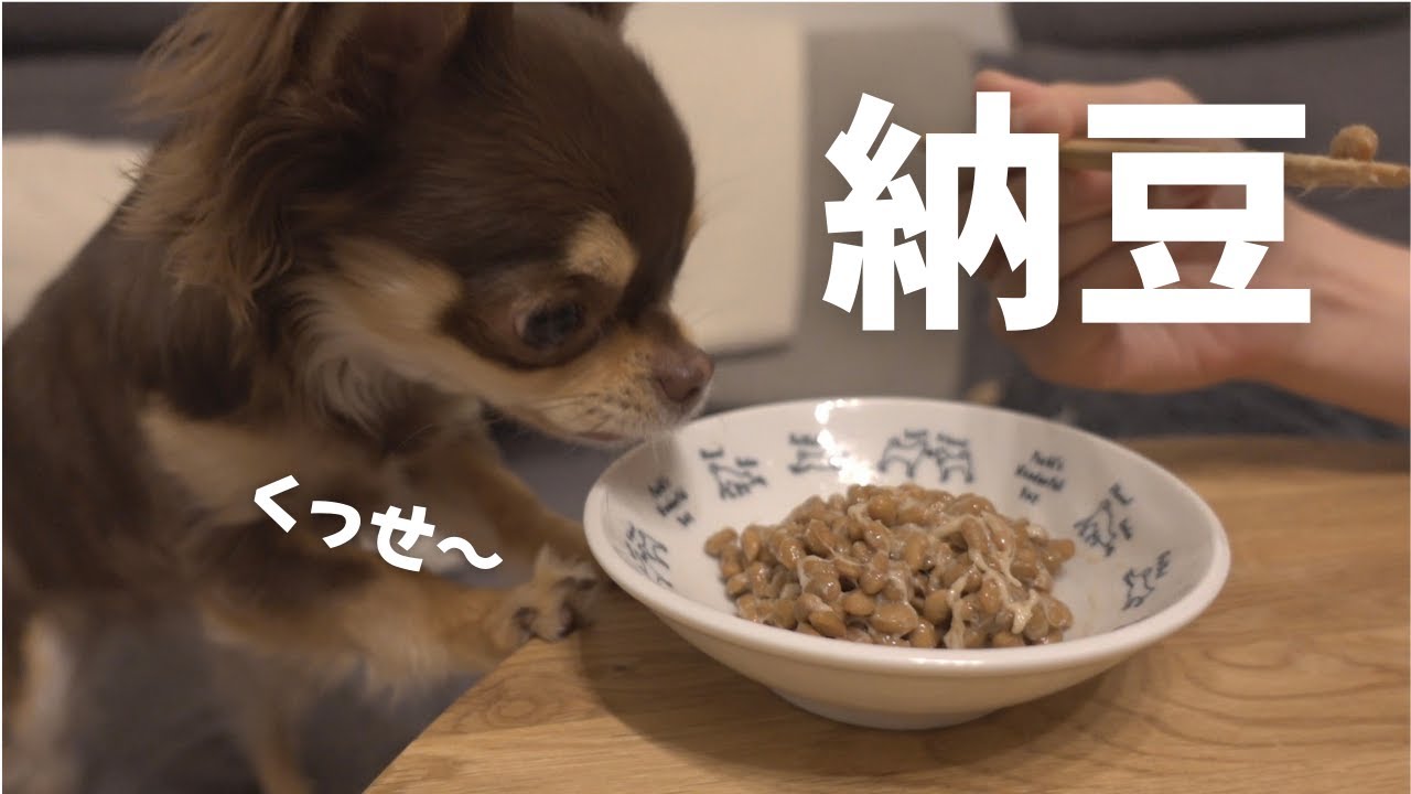 【驚き】初めて納豆を食べる犬（チワワ）の反応がこちら...