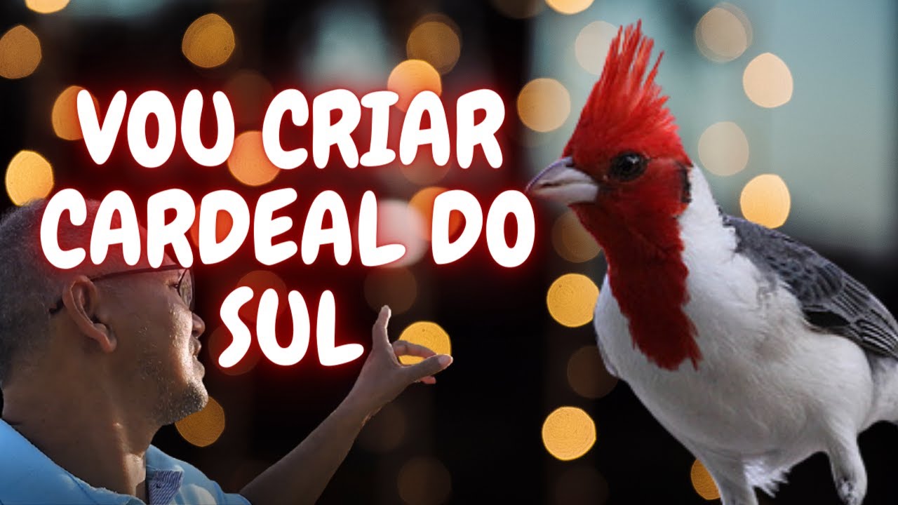 FUI EM BUSCA DE CASAL DE CARDEAL DO SUL